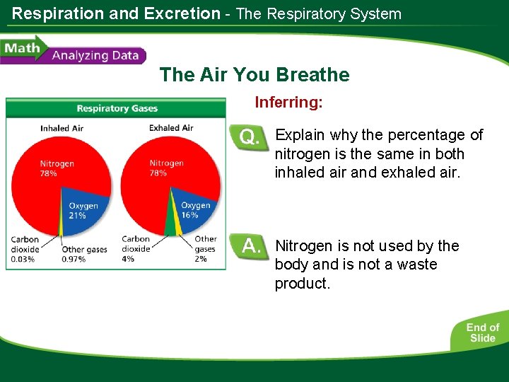 Respiration and Excretion - The Respiratory System The Air You Breathe Inferring: Explain why