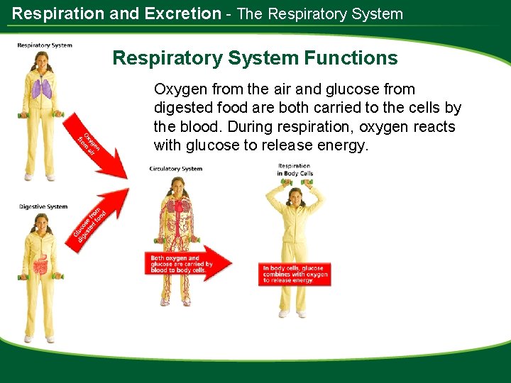 Respiration and Excretion - The Respiratory System Functions Oxygen from the air and glucose