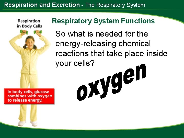 Respiration and Excretion - The Respiratory System Functions So what is needed for the