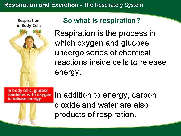 Respiration and Excretion - The Respiratory System So what is respiration? Respiration is the