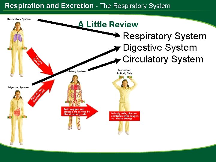 Respiration and Excretion - The Respiratory System A Little Review Respiratory System Digestive System