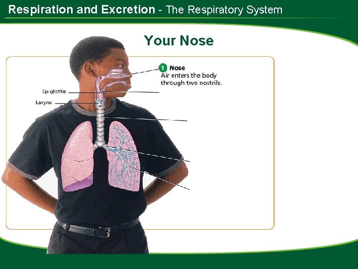 Respiration and Excretion - The Respiratory System Your Nose 
