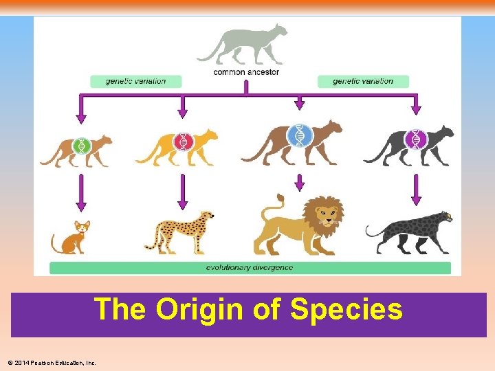 The Origin of Species © 2014 Pearson Education, Inc. 