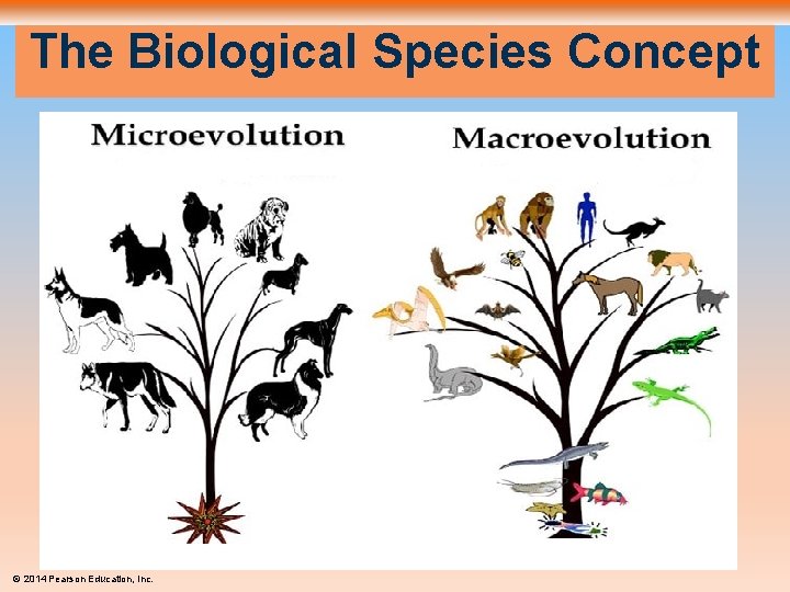 The Biological Species Concept © 2014 Pearson Education, Inc. 