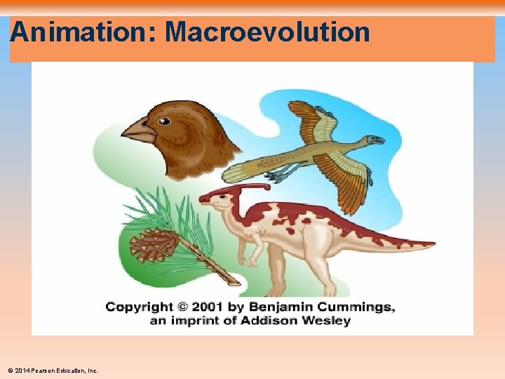Animation: Macroevolution © 2014 Pearson Education, Inc. 