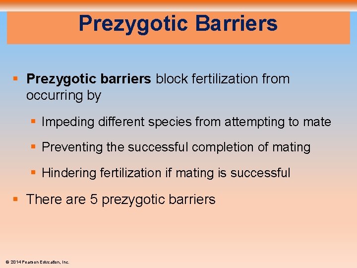 Prezygotic Barriers § Prezygotic barriers block fertilization from occurring by § Impeding different species