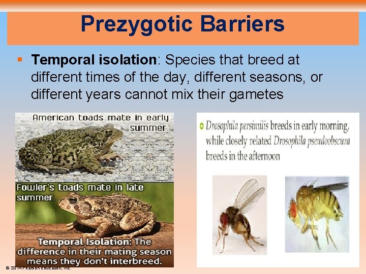 Prezygotic Barriers § Temporal isolation: Species that breed at different times of the day,