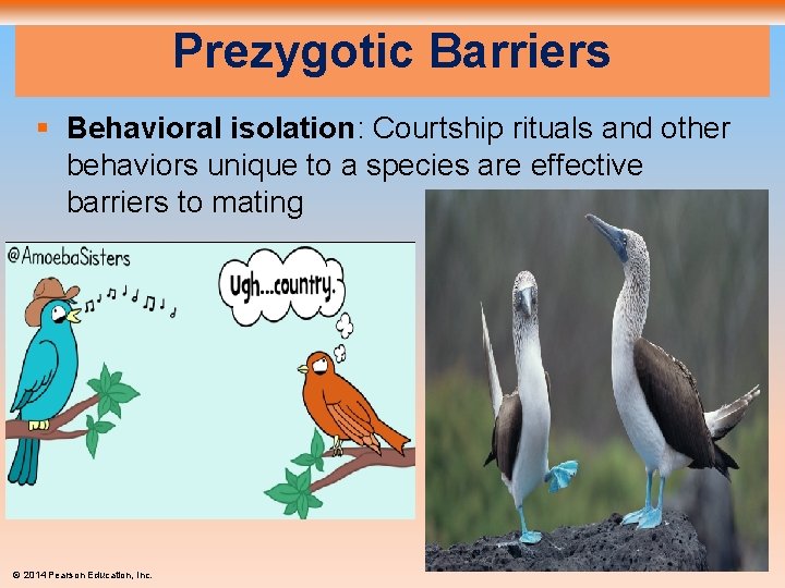Prezygotic Barriers § Behavioral isolation: Courtship rituals and other behaviors unique to a species
