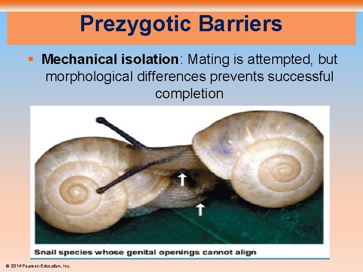 Prezygotic Barriers § Mechanical isolation: Mating is attempted, but morphological differences prevents successful completion