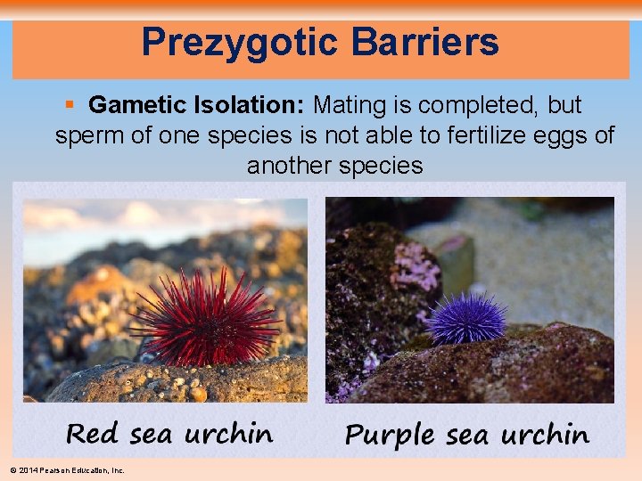 Prezygotic Barriers § Gametic Isolation: Mating is completed, but sperm of one species is
