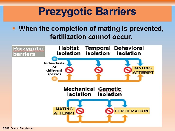 Prezygotic Barriers § When the completion of mating is prevented, fertilization cannot occur. ©