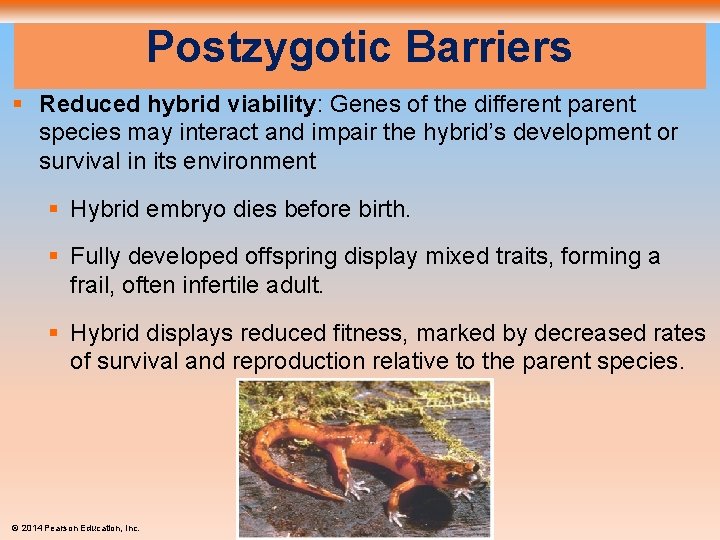 Postzygotic Barriers § Reduced hybrid viability: Genes of the different parent species may interact