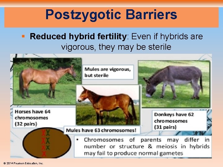 Postzygotic Barriers § Reduced hybrid fertility: Even if hybrids are vigorous, they may be