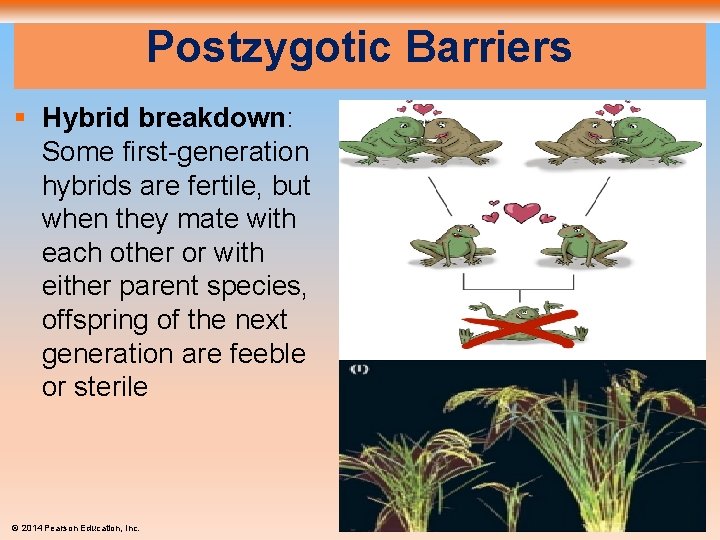 Postzygotic Barriers § Hybrid breakdown: Some first-generation hybrids are fertile, but when they mate