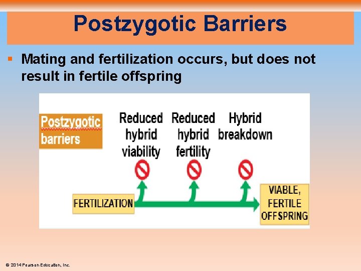 Postzygotic Barriers § Mating and fertilization occurs, but does not result in fertile offspring