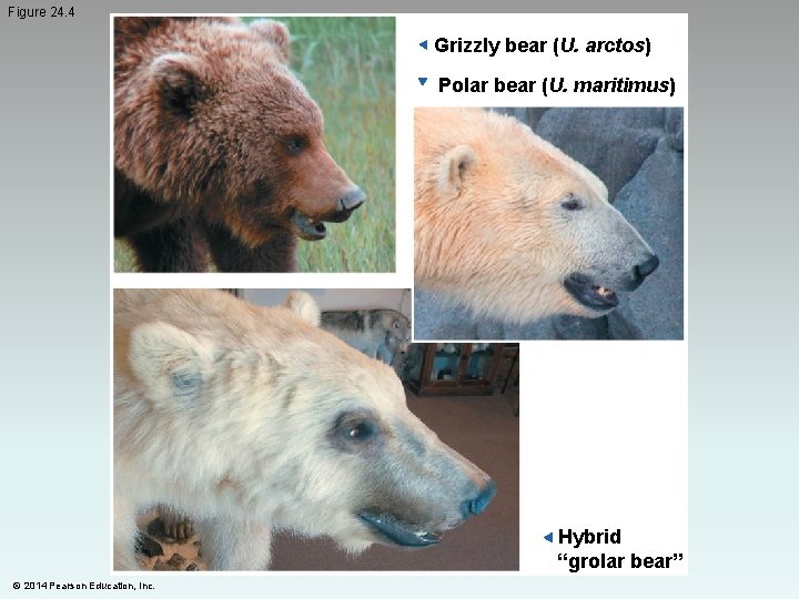 Figure 24. 4 ▶ Grizzly bear (U. arctos) ▶ Polar bear (U. maritimus) ▶