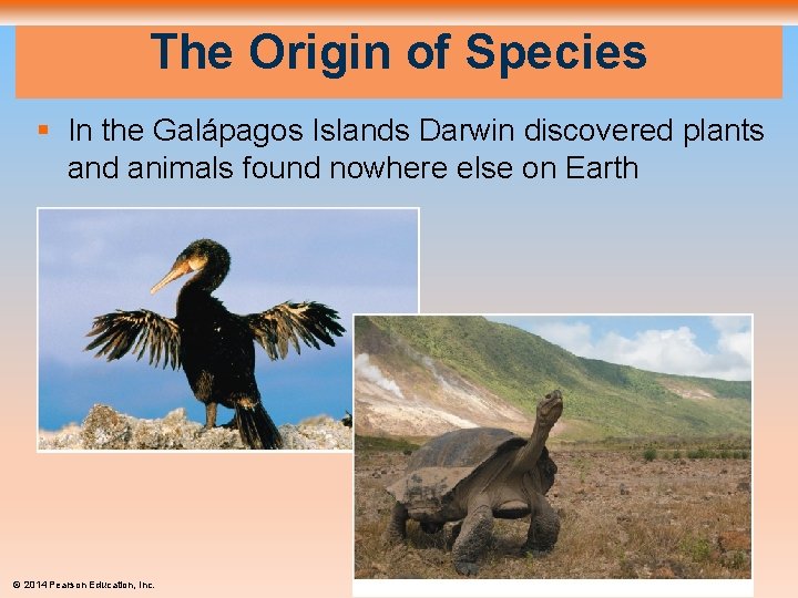 The Origin of Species § In the Galápagos Islands Darwin discovered plants and animals