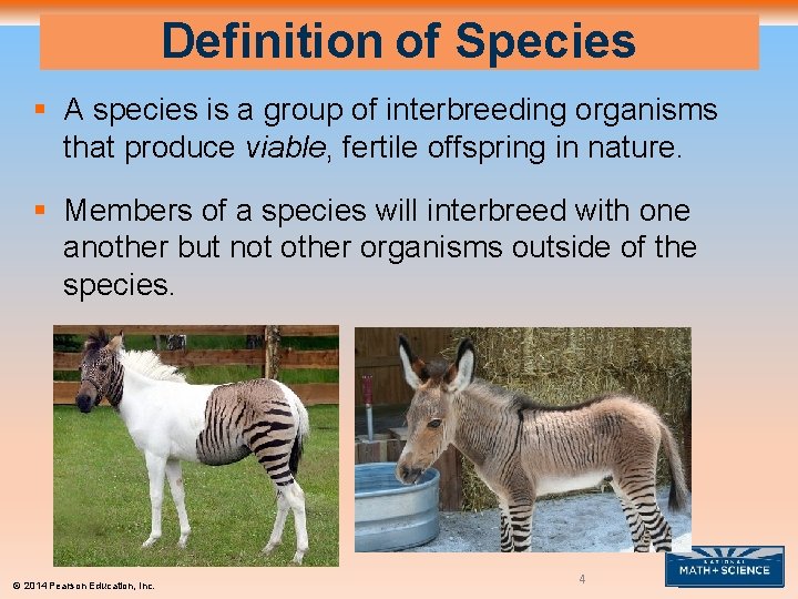 Definition of Species § A species is a group of interbreeding organisms that produce
