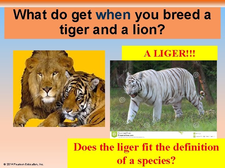 What do get when you breed a tiger and a lion? A LIGER!!! ©