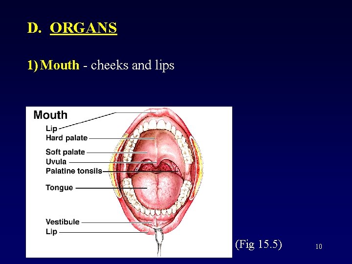 D. ORGANS 1) Mouth - cheeks and lips (Fig 15. 5) 10 