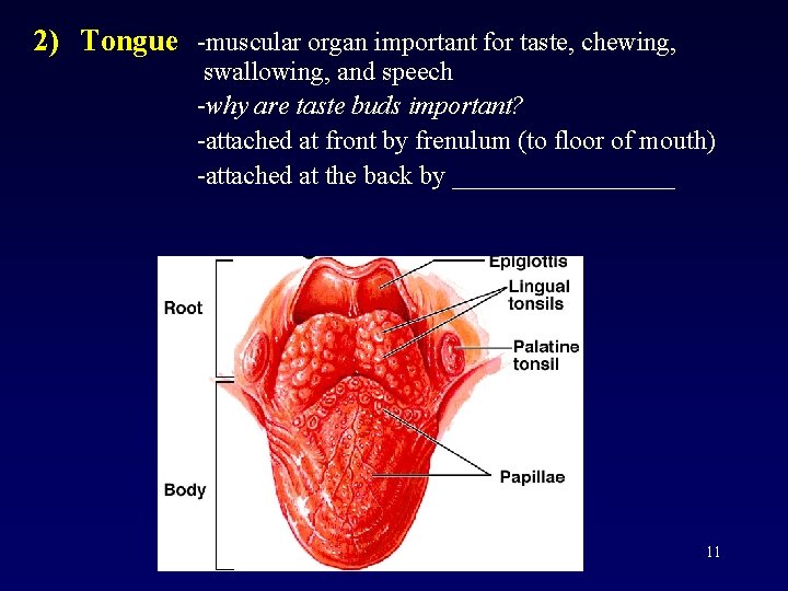 2) Tongue -muscular organ important for taste, chewing, swallowing, and speech -why are taste