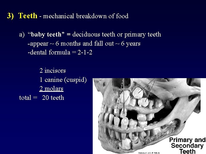 3) Teeth - mechanical breakdown of food a) “baby teeth” = deciduous teeth or