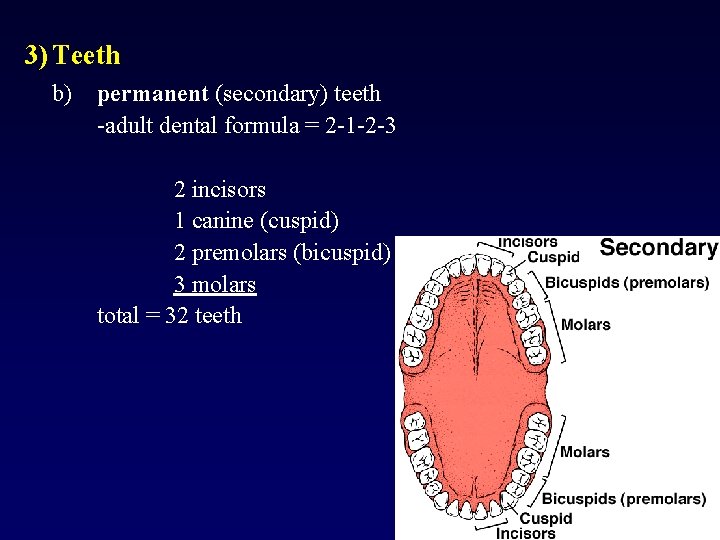 3) Teeth b) permanent (secondary) teeth -adult dental formula = 2 -1 -2 -3