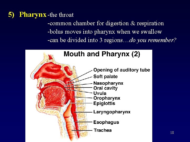 5) Pharynx -the throat -common chamber for digestion & respiration -bolus moves into pharynx