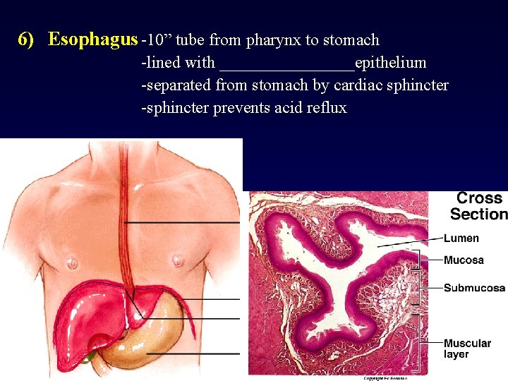 6) Esophagus -10” tube from pharynx to stomach -lined with ________epithelium -separated from stomach