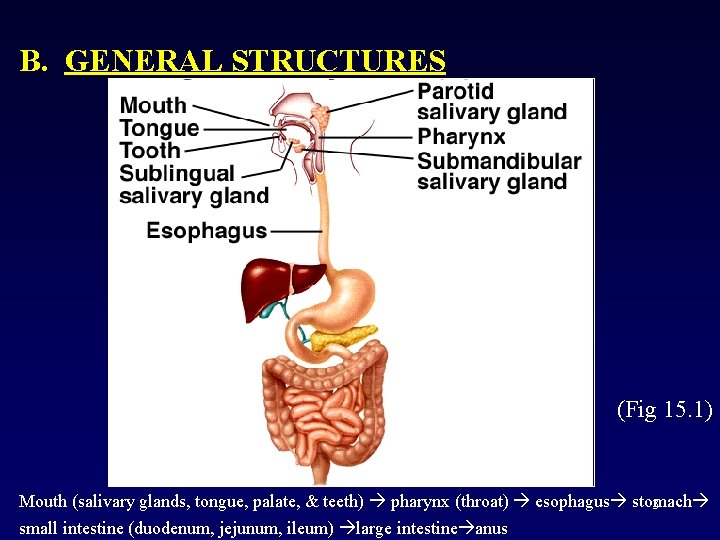B. GENERAL STRUCTURES (Fig 15. 1) Mouth (salivary glands, tongue, palate, & teeth) pharynx