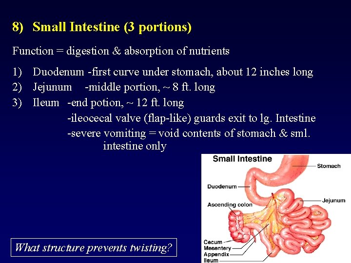 8) Small Intestine (3 portions) Function = digestion & absorption of nutrients 1) Duodenum