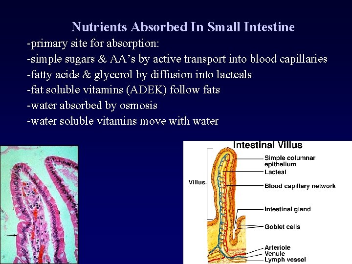 Nutrients Absorbed In Small Intestine -primary site for absorption: -simple sugars & AA’s by