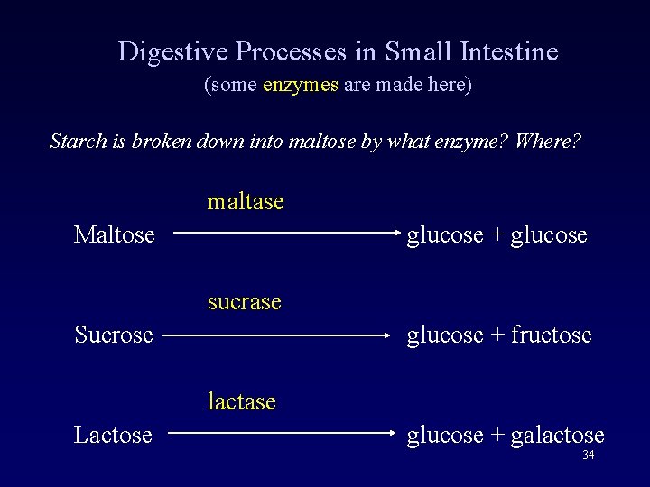 Digestive Processes in Small Intestine (some enzymes are made here) Starch is broken down