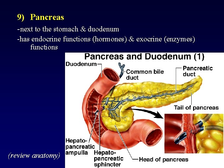 9) Pancreas -next to the stomach & duodenum -has endocrine functions (hormones) & exocrine