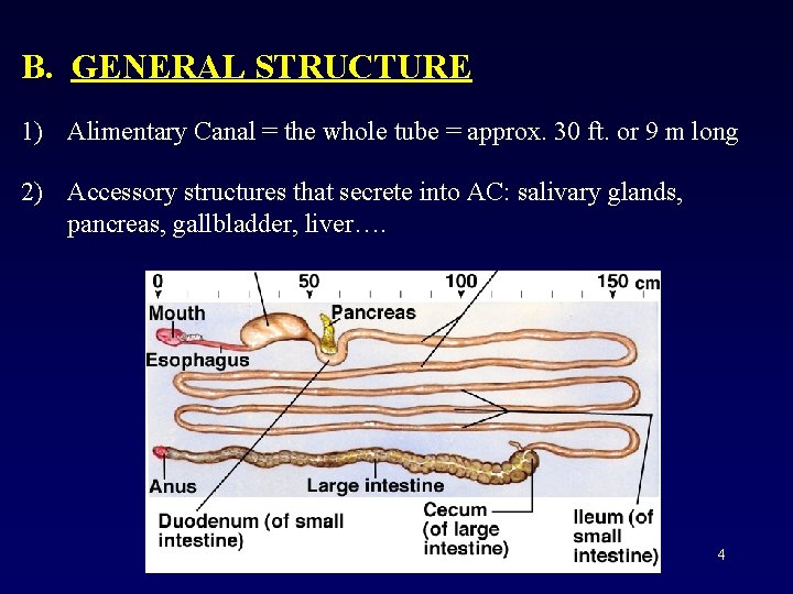 B. GENERAL STRUCTURE 1) Alimentary Canal = the whole tube = approx. 30 ft.