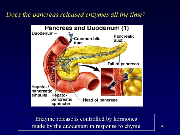 Does the pancreas released enzymes all the time? Enzyme release is controlled by hormones