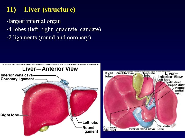 11) Liver (structure) -largest internal organ -4 lobes (left, right, quadrate, caudate) -2 ligaments