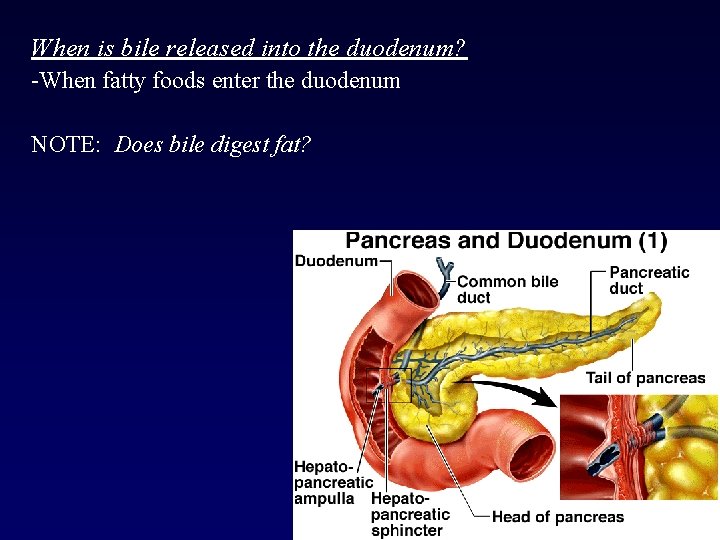 When is bile released into the duodenum? -When fatty foods enter the duodenum NOTE: