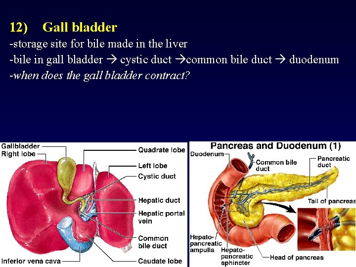 12) Gall bladder -storage site for bile made in the liver -bile in gall