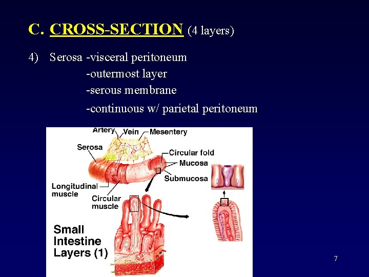 C. CROSS-SECTION (4 layers) 4) Serosa -visceral peritoneum -outermost layer -serous membrane -continuous w/