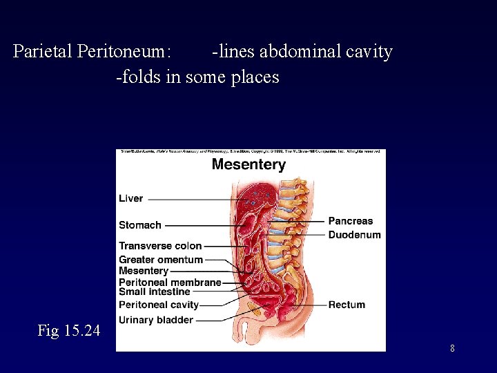 Parietal Peritoneum: -lines abdominal cavity -folds in some places Fig 15. 24 8 