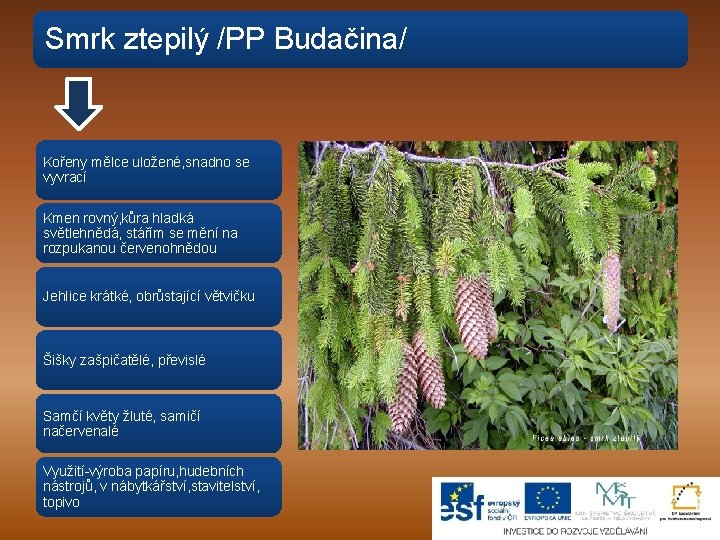 Smrk ztepilý /PP Budačina/ Kořeny mělce uložené, snadno se vyvrací Kmen rovný, kůra hladká