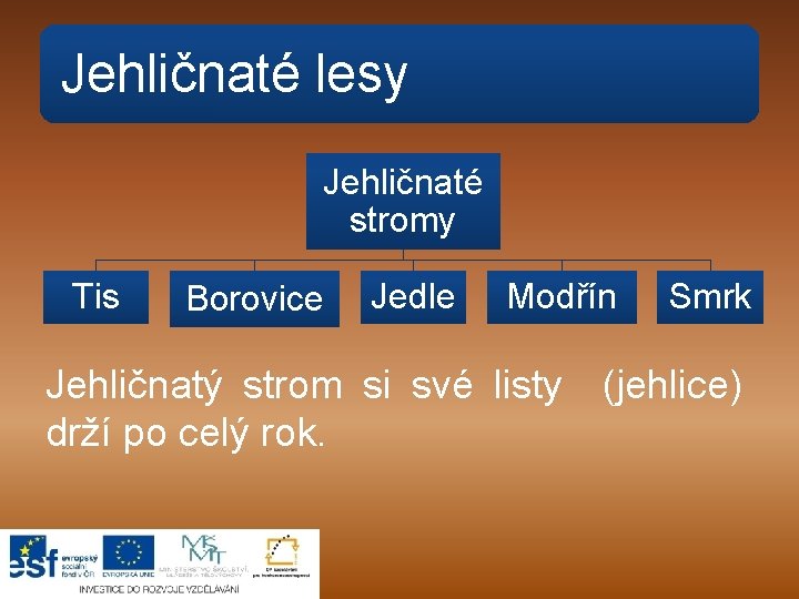 Jehličnaté lesy Jehličnaté stromy Tis Borovice Jedle Modřín Jehličnatý strom si své listy drží