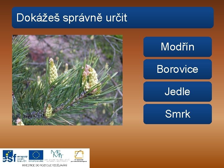 Dokážeš správně určit Modřín Borovice Jedle Smrk 