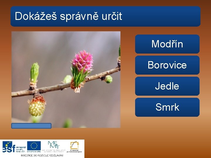 Dokážeš správně určit Modřín Borovice Jedle Smrk 