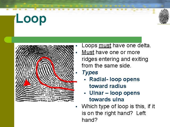 Loop § § Loops must have one delta. Must have one or more ridges