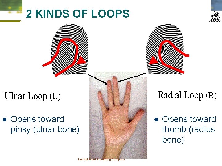 2 KINDS OF LOOPS l Opens toward pinky (ulnar bone) Kendall/Hunt Publishing Company l