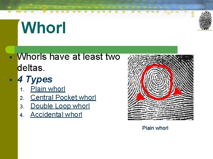 Whorl § § Whorls have at least two deltas. 4 Types 1. 2. 3.