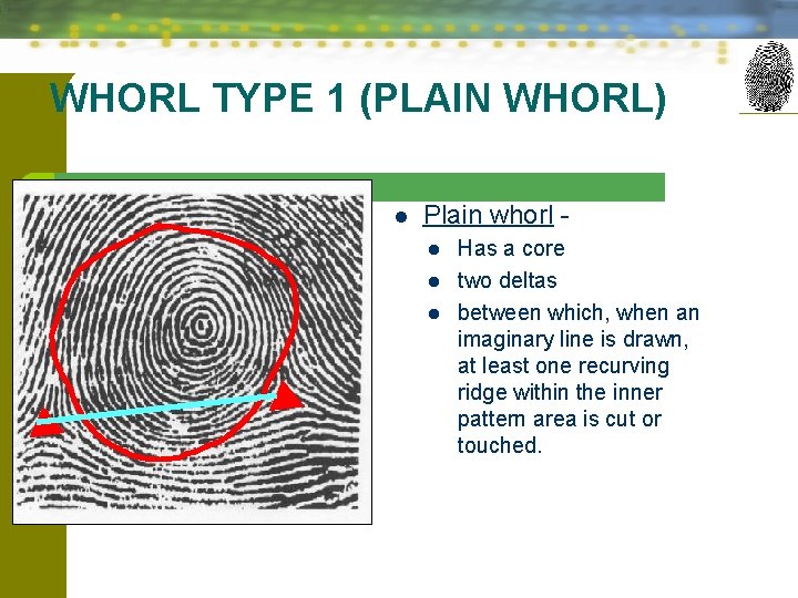 WHORL TYPE 1 (PLAIN WHORL) l Plain whorl l Has a core two deltas