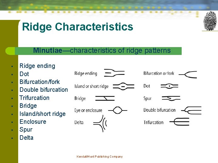 Ridge Characteristics Minutiae—characteristics of ridge patterns § § § § § Ridge ending Dot